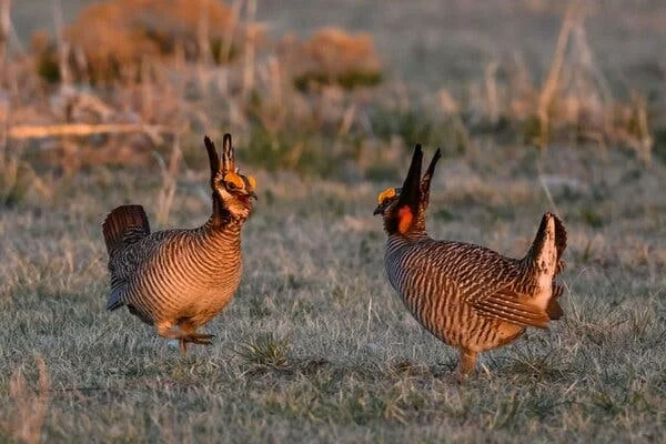 Trump Administration Scrutinizes Lesser Prairie Chicken Protections Amid Environmental Concerns