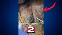 Tragic End For Utica Zoo’s Missing Beaver Cauliflower
