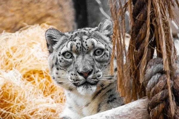 Remembering Kisa: Santa Barbara Zoo’s Beloved Snow Leopard
