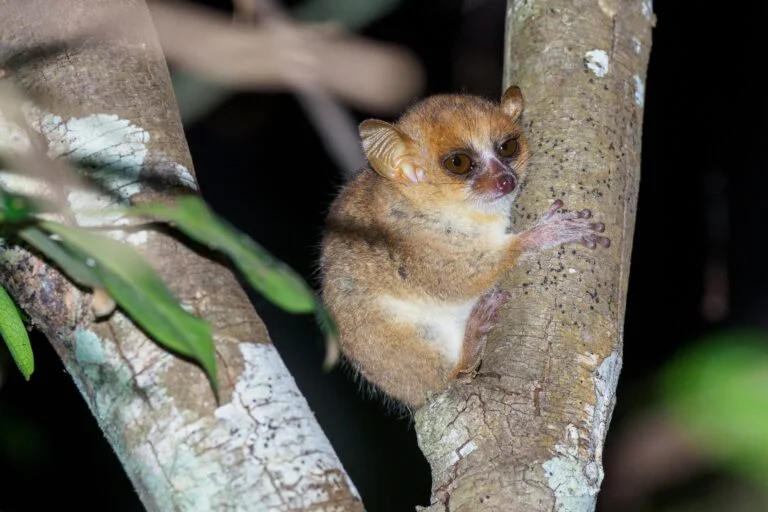 Top 25 Most Endangered Primates: A Call to Action