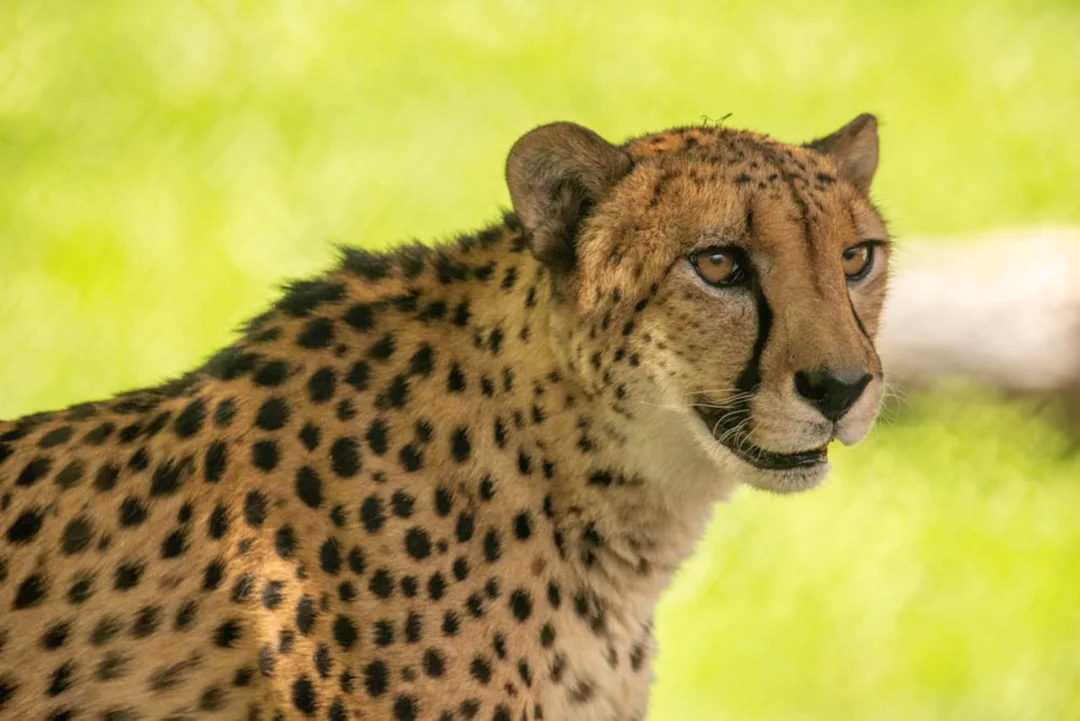 Remembering Strike: The Beloved Cheetah of Oregon Zoo