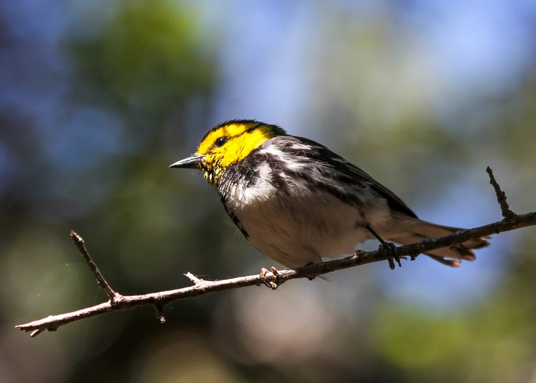Legislation Aims to Improve Law Credited With Saving Bird Species from Extinction