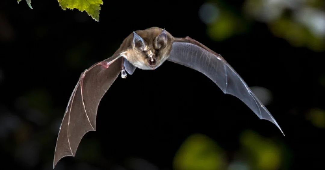 Preventing Rabies: Awareness and Action Following Recent Bat Incidents