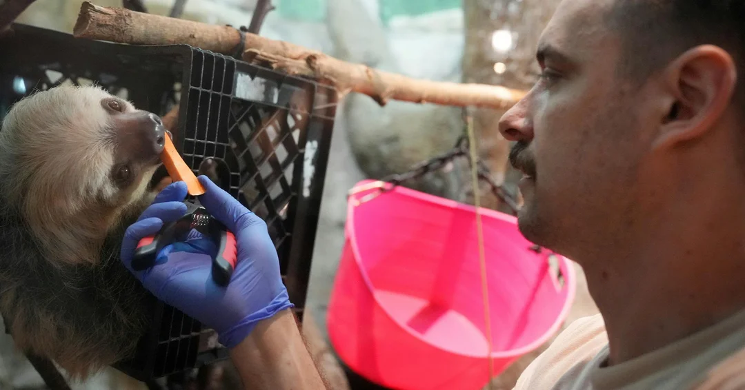 The Passionate Care Behind Como Zoo’s Primate Kingdom