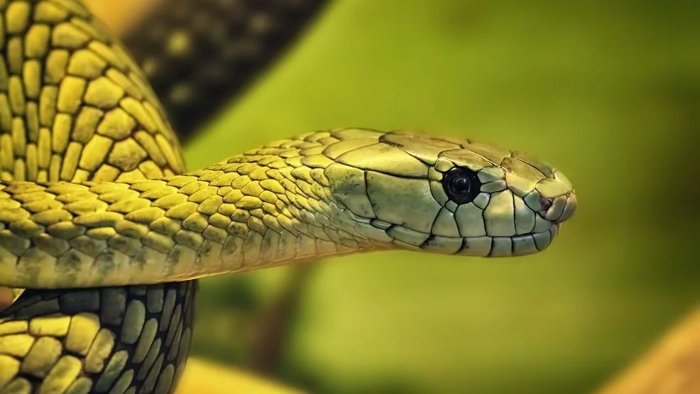 A Close Call: Kentucky Zoo Director Survives Venomous Snake Bite