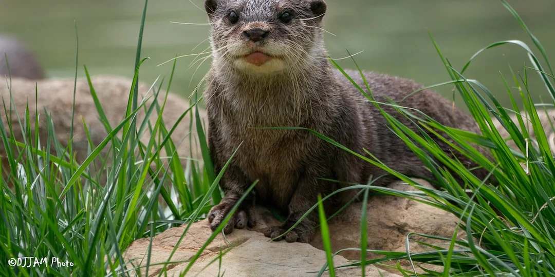 Cincinnati Zoo Welcomes Early Arrival of Adorable Otter Pups