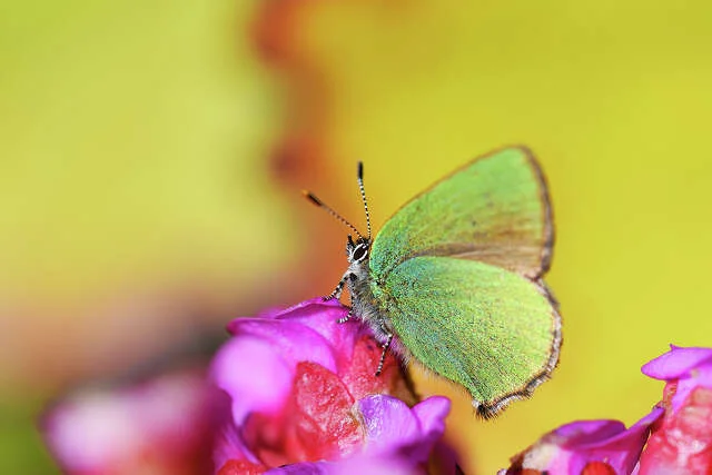 The Remarkable Comeback of the Coastal Green Hairstreak Butterfly