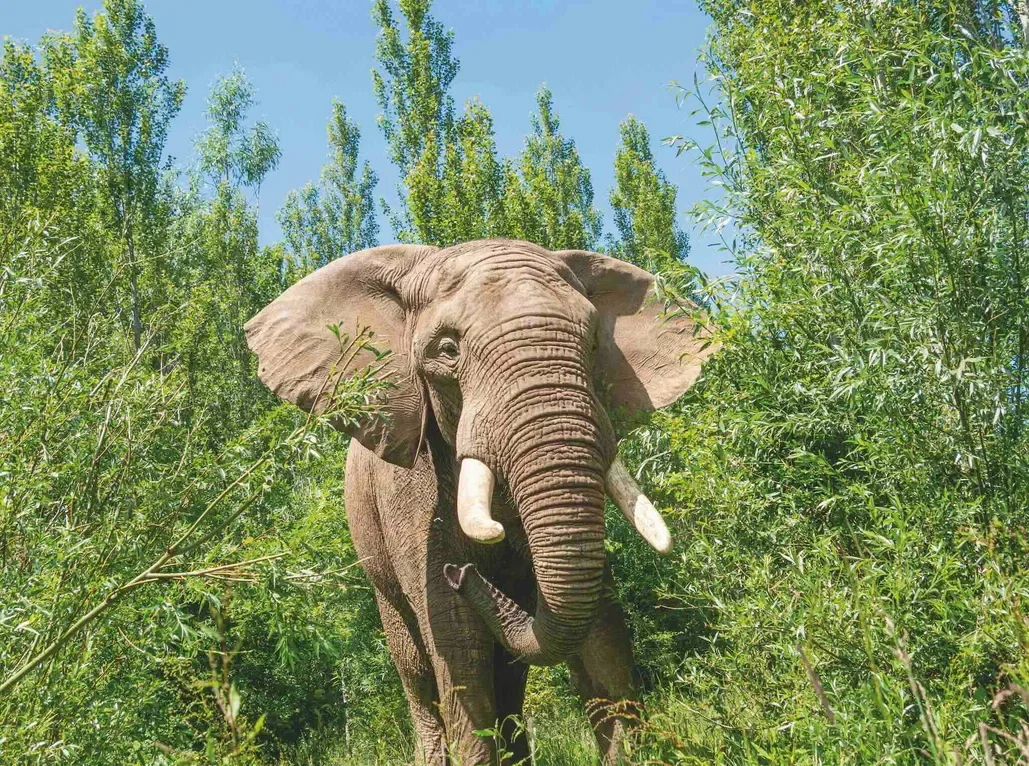 The Great Debate: Zoos and Their Role in Wildlife Conservation