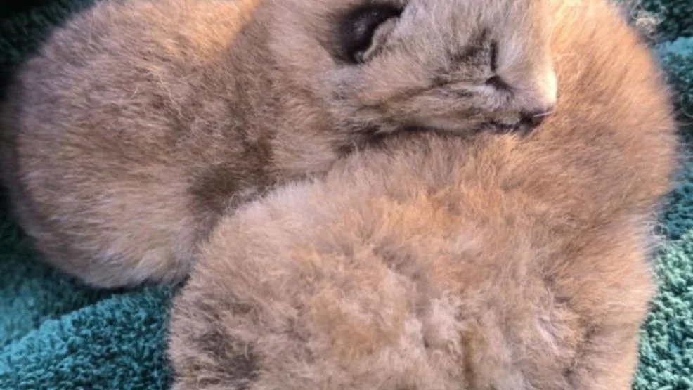 A Special Mother’s Day at NEW Zoo: Lynx Kittens Are Born