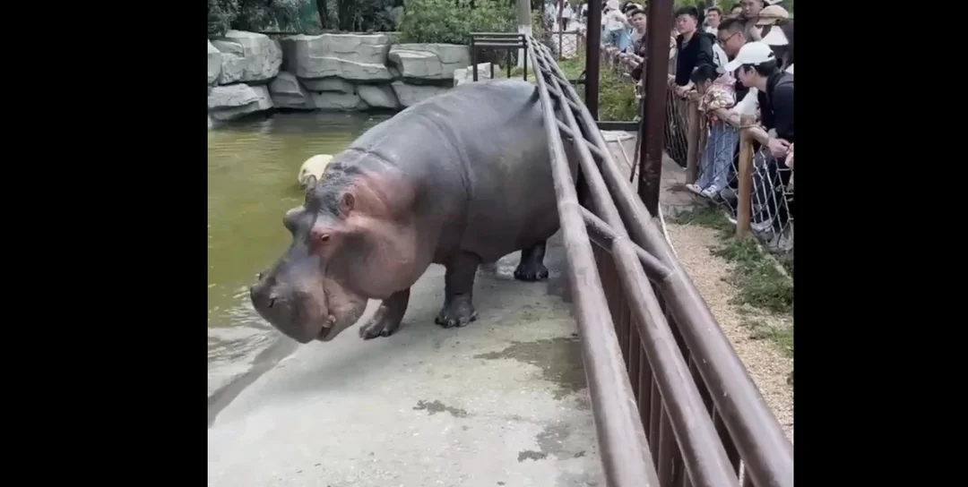 Hippo’s Hilarious Gas Attack: A Memorable Zoo Encounter
