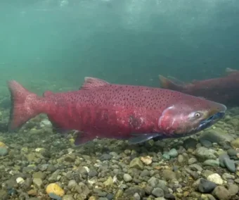 Conservation Lawsuit Aims to Protect Alaska King Salmon from Extinction