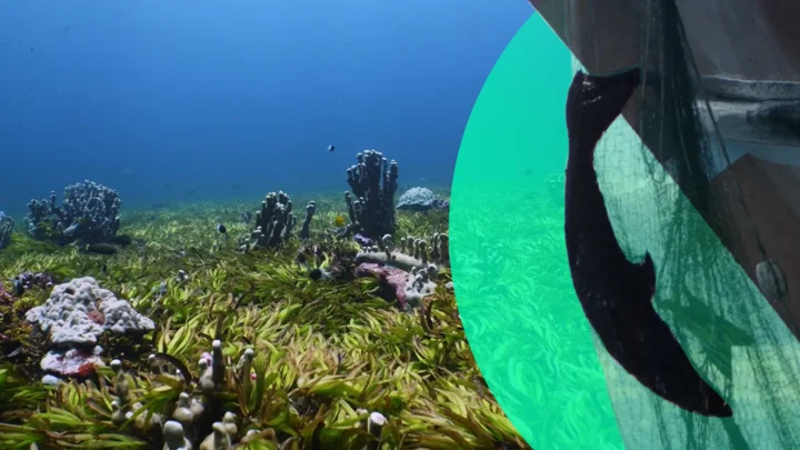 Sharks on the Brink: The Dire Situation at Saya de Malha Bank