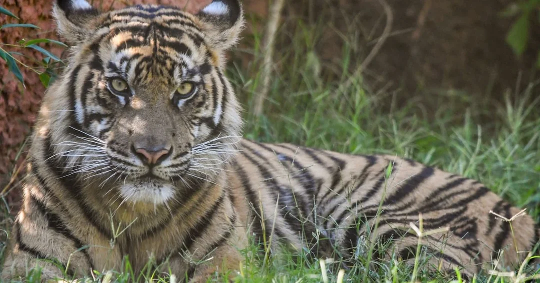Zoo Atlanta Makes Family Fun Accessible With New Discount Initiative