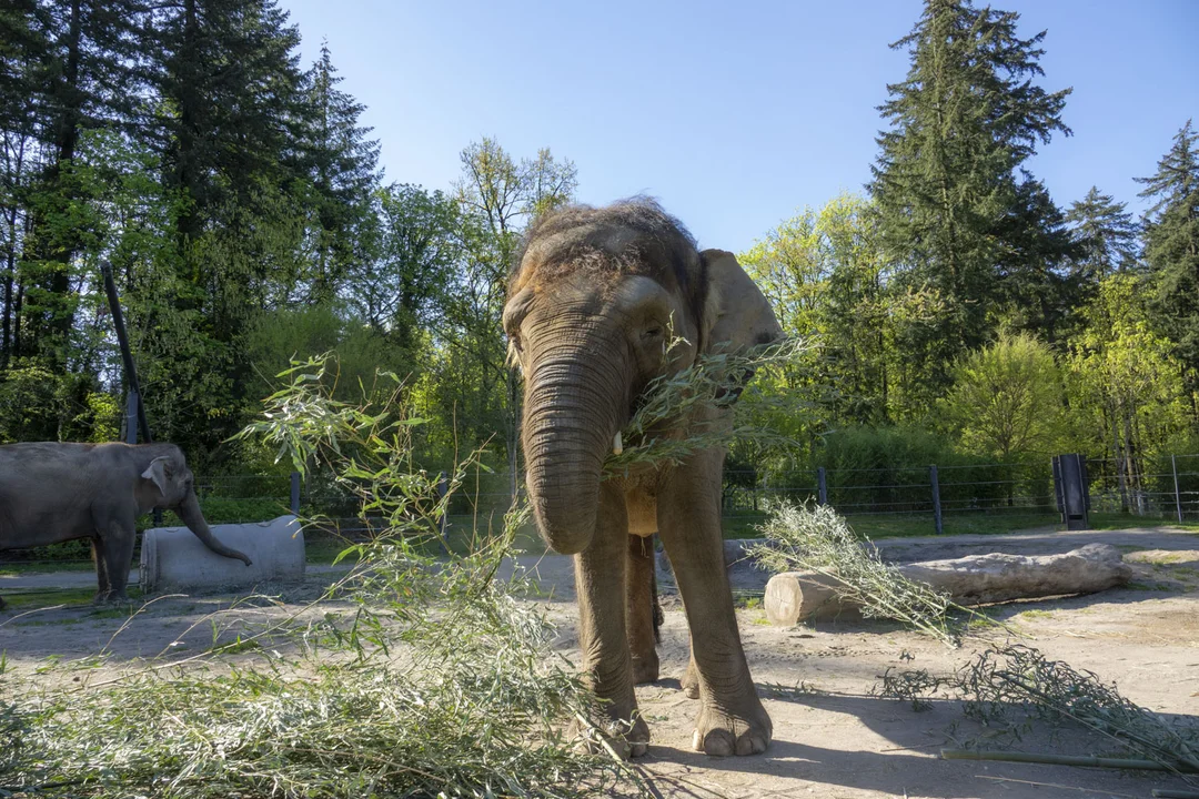 Chendra: The Last Bornean Elephant in North America at Oregon Zoo