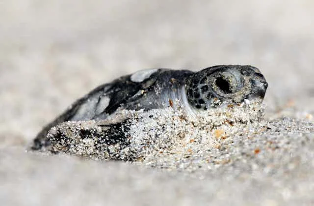 The Imminent Threat to America’s Endangered Species: Understanding the Proposed Changes to the Endangered Species Act