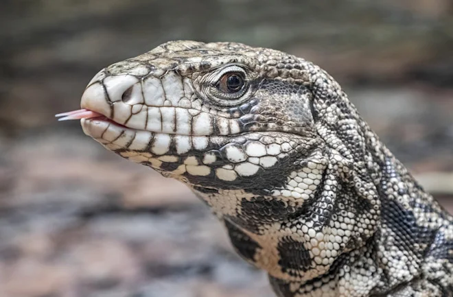 A Fascinating Discovery: The Ancient Tegu Lizard Fossil Unearthed in Florida