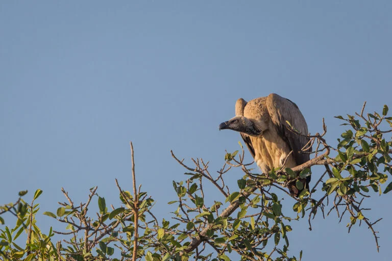 Cape Vulture Conservation: A Hopeful Story Amidst Ongoing Challenges