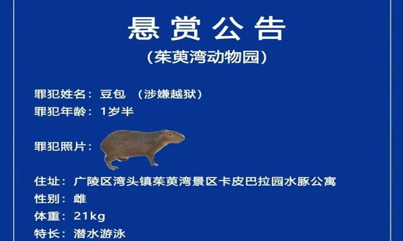 Capybara Escape: A Furry Fugitive Captivates The Internet