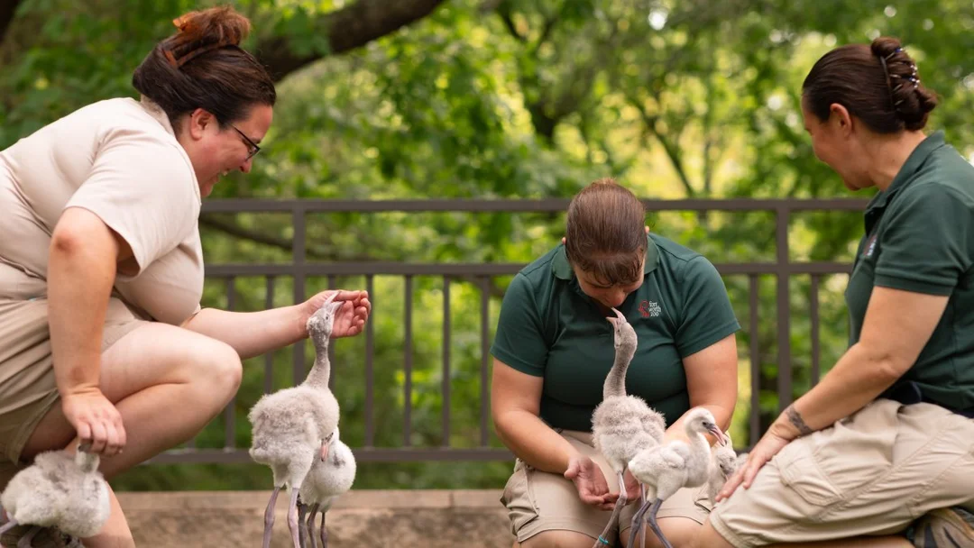 Celebrating the Graduation of Lesser Flamingo Chicks at The Fort Worth Zoo