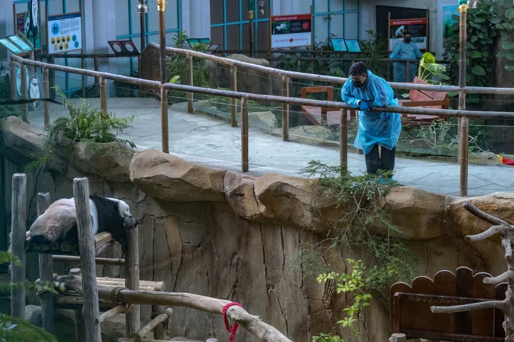 The Legacy Of Fu Wa And Feng Yi: Giant Pandas In Malaysia
