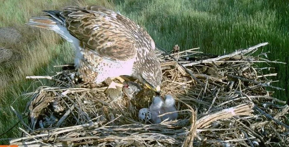 Saving the Endangered Ferruginous Hawks: A New Hope in Eastern Washington