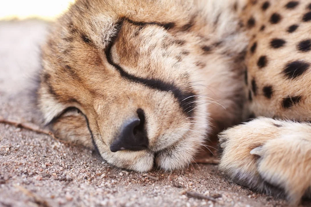 Cheetah Cub’s Precious Purrs: A Heartwarming Moment at Cincinnati Zoo