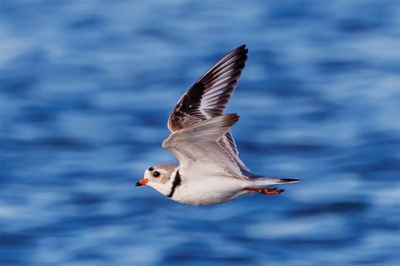 Endangered Piping Plovers Return to Waukegan for a Second Year