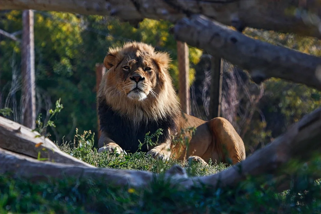 Utah’s Hogle Zoo Excludes Pride Month Celebrations in Favor of Conservation Focus