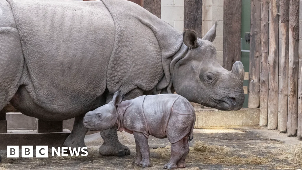 Celebrating The New Life Of An Endangered Indian Rhino Calf