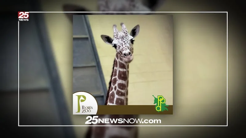 A New Giraffe Named Fitz Arrives At The Peoria Zoo