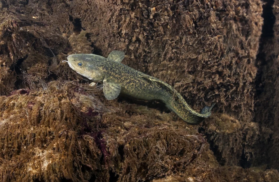 New York’s Endangered Fish Species List Updated: A Wake-Up Call for Conservation
