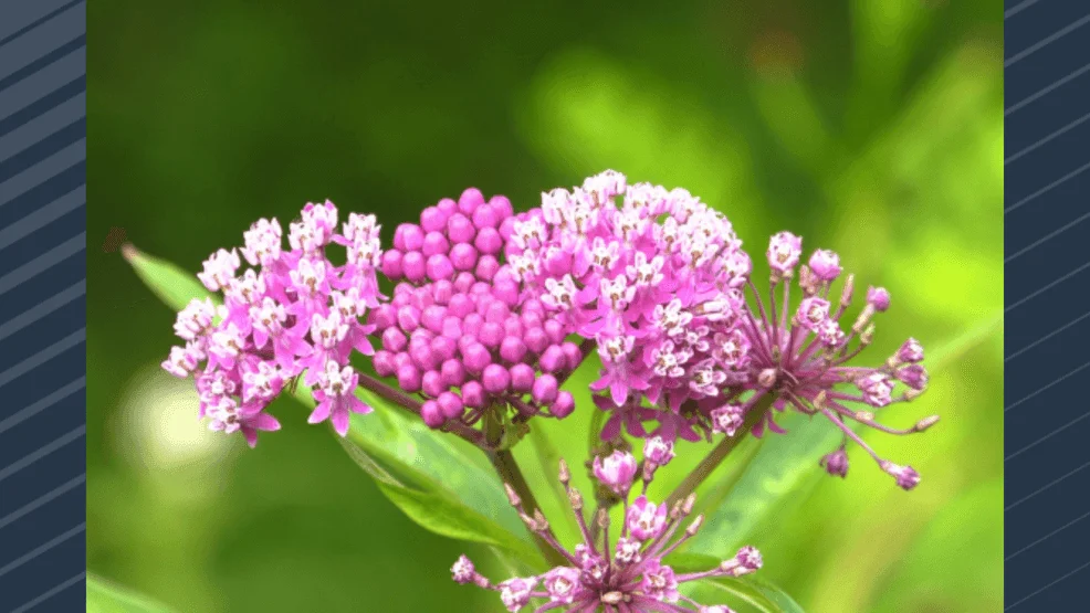 Wisconsin Declares Milkweed As 2025 Plant of The Year To Protect Monarch Butterflies