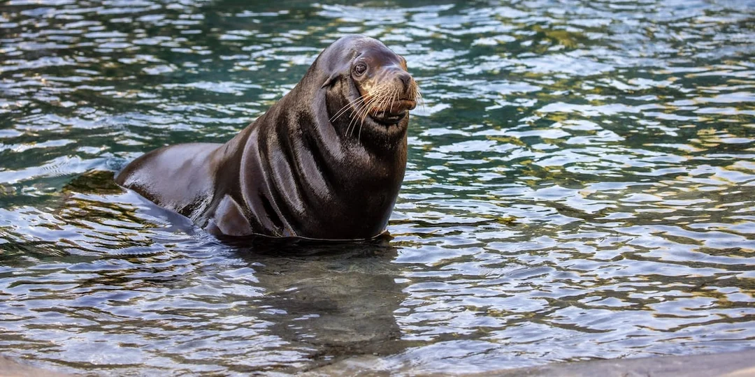 Beloved Sea Lion Chino Leaves Enduring Legacy At Omaha Zoo