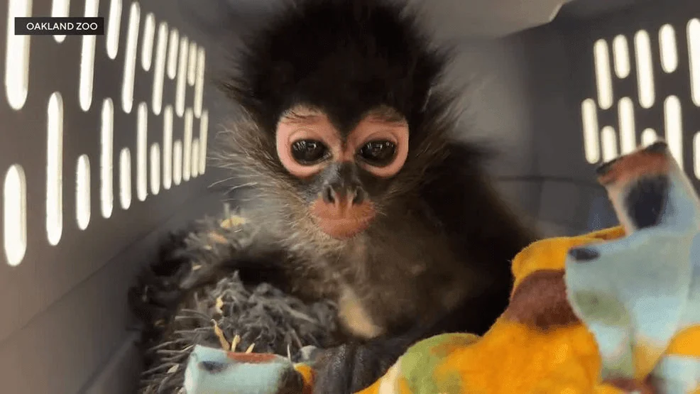 Rescue and Recovery: The Journey of Violeta, a Baby Spider Monkey