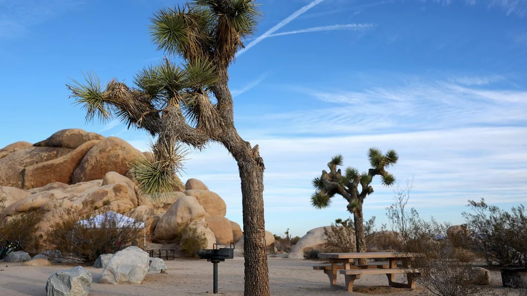 Federal Court Ruling Breathes Hope for Joshua Trees’ Survival