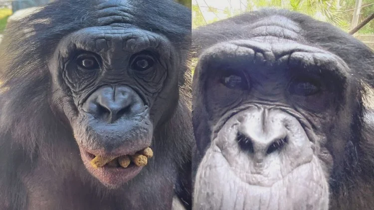 Navigating Heartbreak: Jacksonville Zoo’s Battle Against a Deadly Infection
