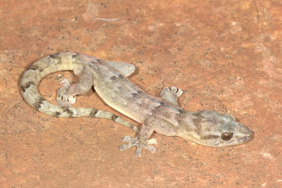 The Remarkable Rediscovery of the Blyde Rondavel Flat Gecko