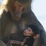 Exciting News: San Diego Zoo Welcomes First Hamadryas Baboon Baby Since 2019