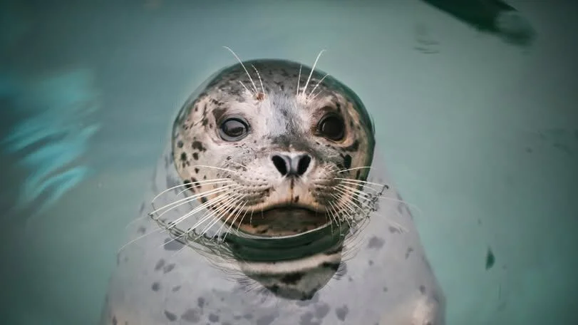 Remembering Saya: The Beloved Harbor Seal of Point Defiance Zoo