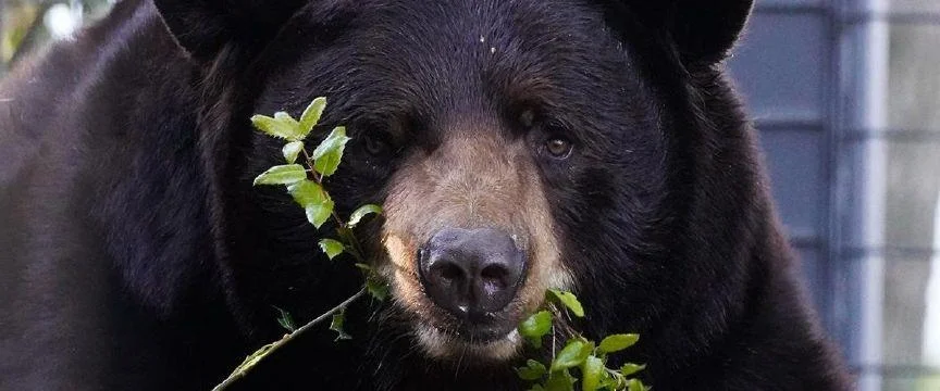 Folsom Zoo’s New Herbie Is No Love Bug; He’s A Bear