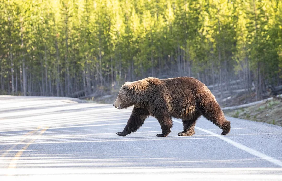 Western Lawmakers Demand Grizzly Bear Delisting Amid Controversy