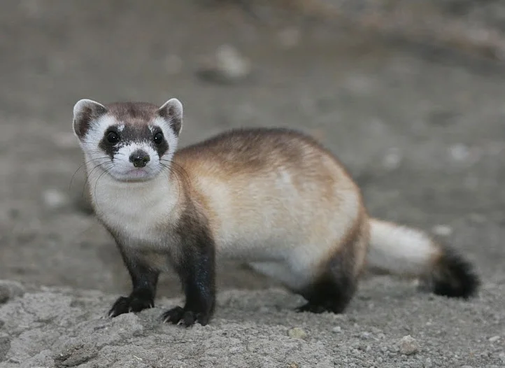 Conservationists Raise Alarm About Endangered Black-Footed Ferret