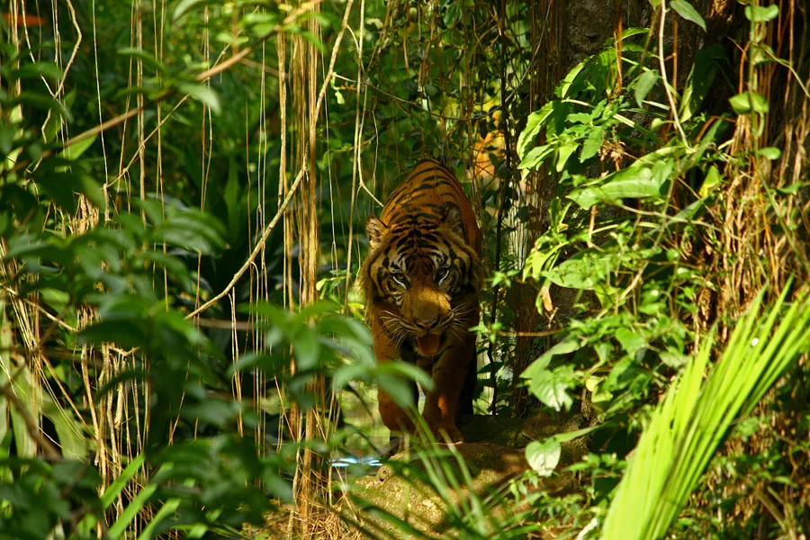 Sumatran Tiger Conservation: Facing The Urgent Threat Of Poaching