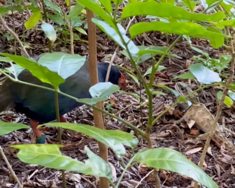 A Rare Encounter: Takahē and Tuatara Clash on Tiritiri Matangi Island