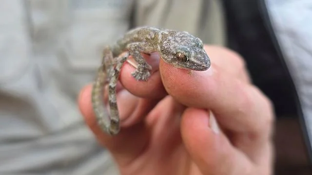 Rediscovering The Lost Blyde Rondavel Flat Gecko After 34 Years