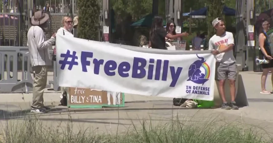The Ongoing Fight for Billy and Tina: Elephants at the Heart of a Controversy