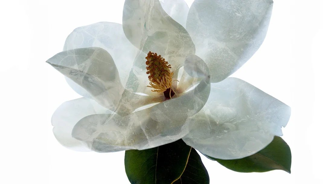 Cryopreservation: A Frozen Hope for Endangered Plants