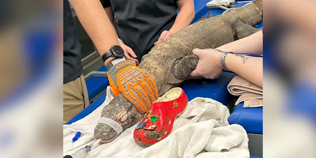 Komodo Dragon’s Scary Encounter: A Shoe Goes Down the Wrong Throat