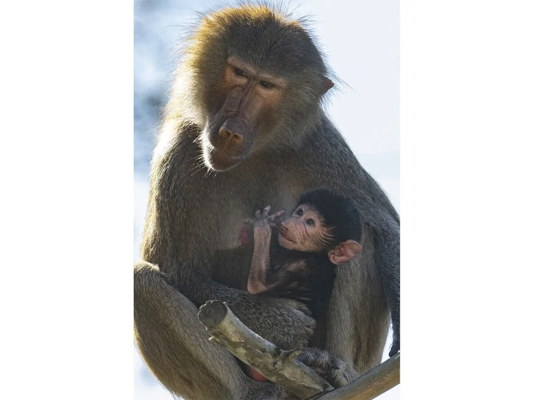 San Diego Zoo Welcomes New Baby Hamadryas Baboon Named Defari