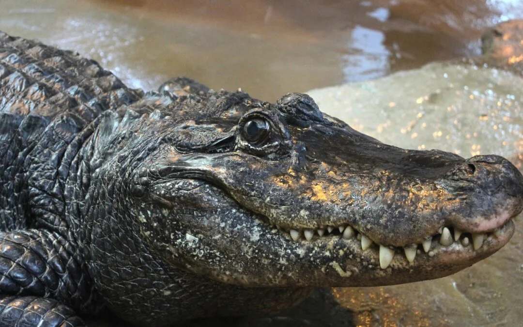 Marta The Alligator: Europe’s Oldest Zoo Resident Celebrates 95 Years